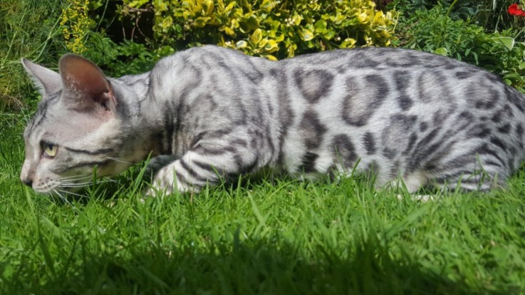 Bengal kittens puppies for adoption 