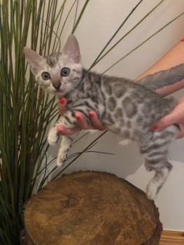 Bengal kittens puppies for adoption 