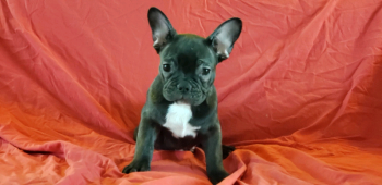 Smart French Bulldog Puppies