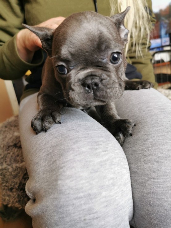 Smart French Bulldog Puppies