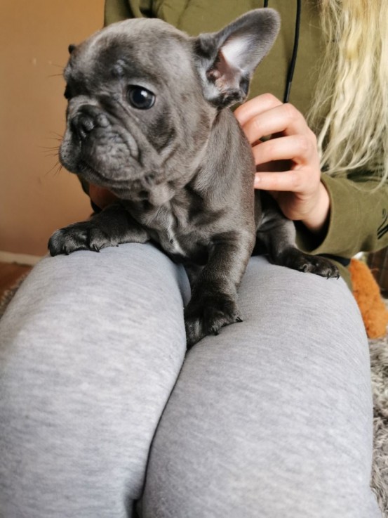 Smart French Bulldog Puppies