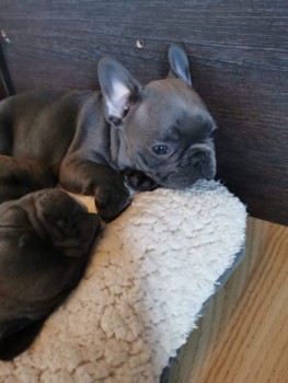 Smart French Bulldog Puppies