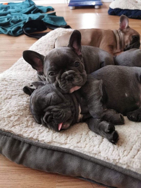 Smart French Bulldog Puppies