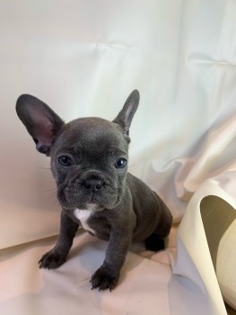 Smart French Bulldog Puppies