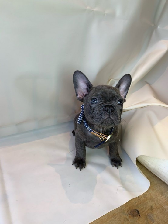 Smart French Bulldog Puppies