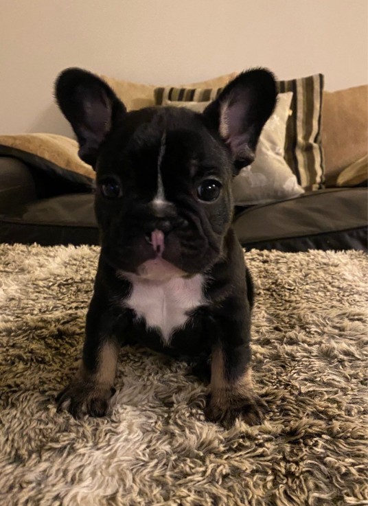 Smart French Bulldog Puppies