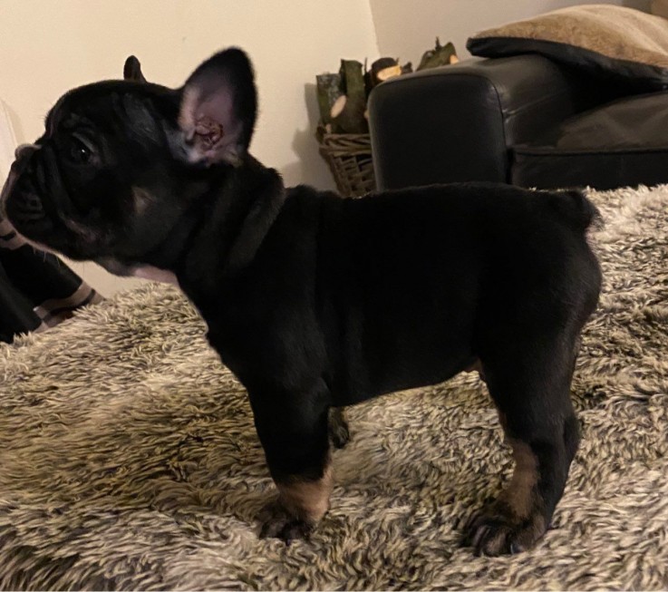 Smart French Bulldog Puppies