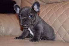 Smart French Bulldog Puppies