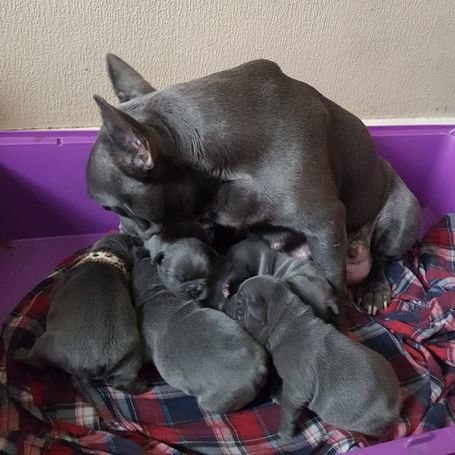 Smart French Bulldog Puppies