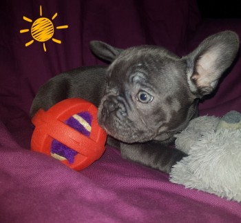 Smart French Bulldog Puppies