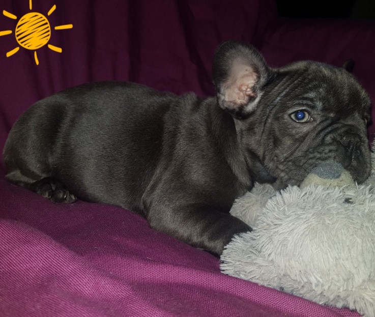 Smart French Bulldog Puppies