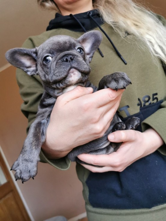 Smart French Bulldog Puppies