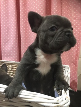 Smart French Bulldog Puppies