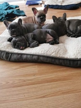 Smart French Bulldog Puppies