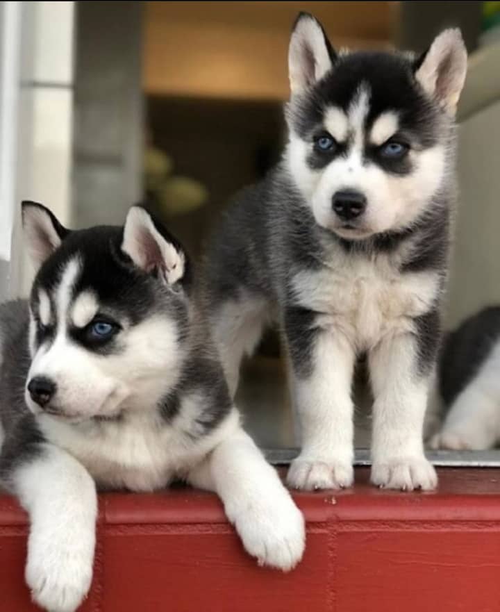 Smart Siberian Husky Puppies