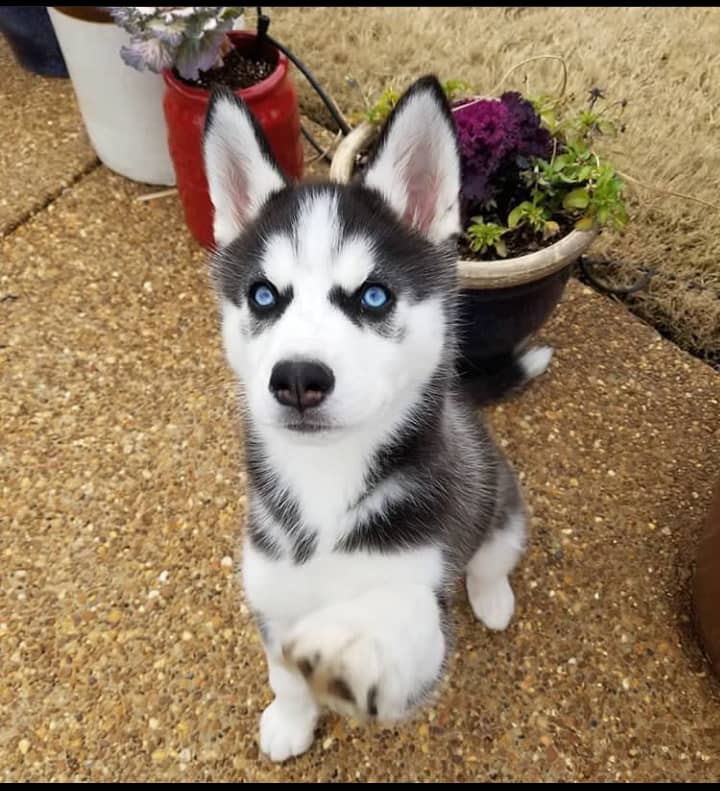 Smart Siberian Husky Puppies