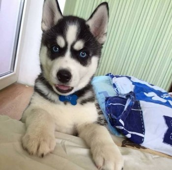 Smart Siberian Husky Puppies