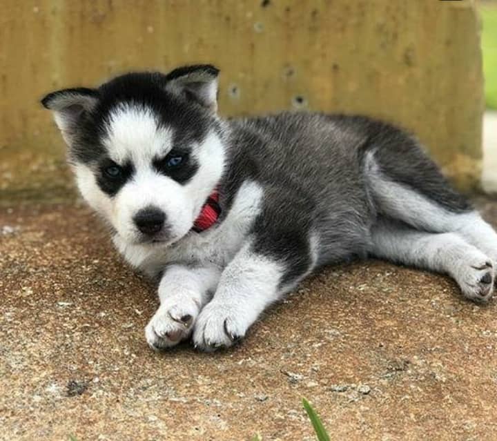 Smart Siberian Husky Puppies