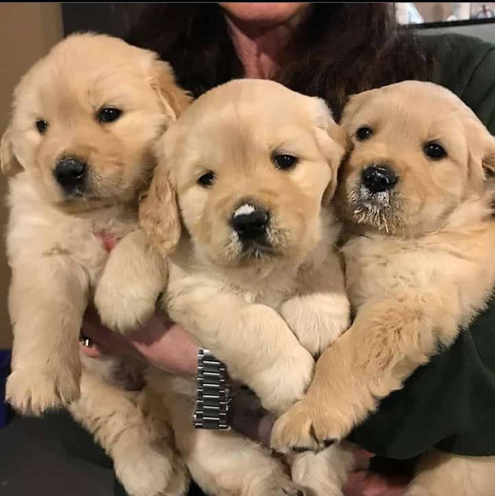 Golden Retrievers Puppies