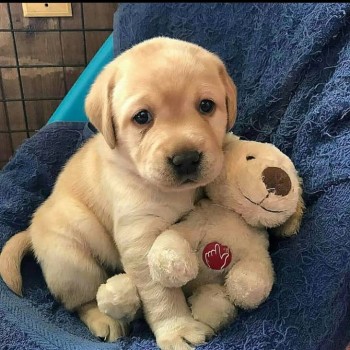 Golden Retrievers Puppies