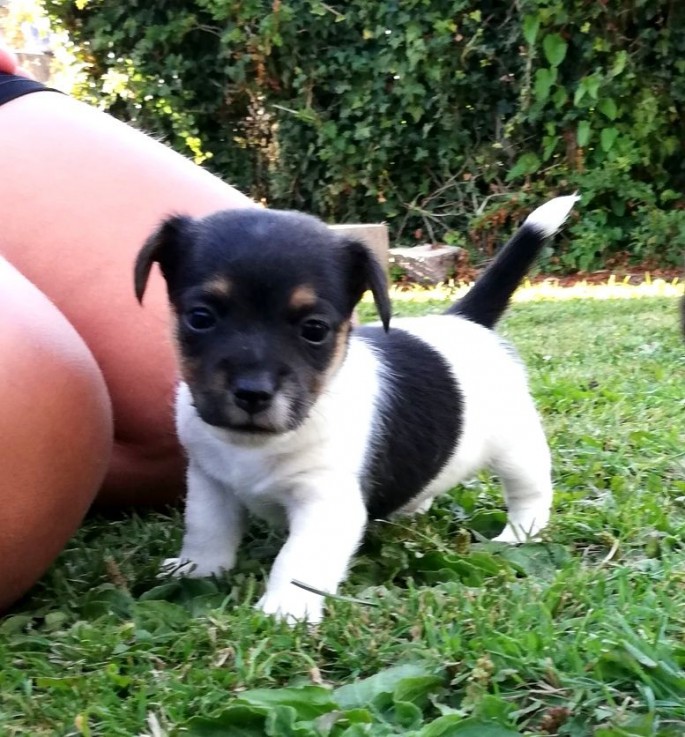 Jack Russel Puppies