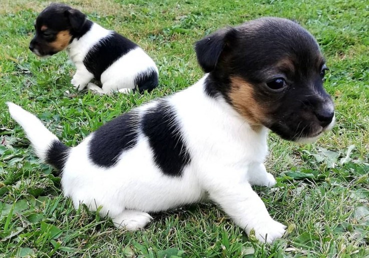 Jack Russel Puppies