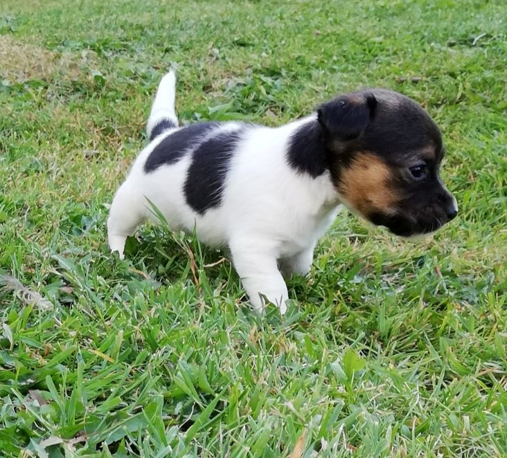 Jack Russel Puppies