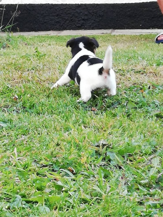 Jack Russel Puppies