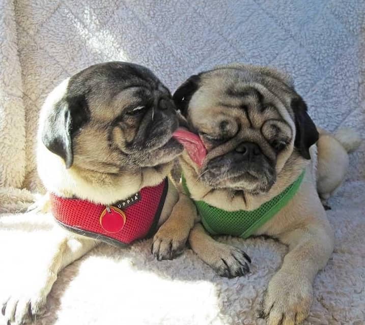 Pug puppies for adoption 