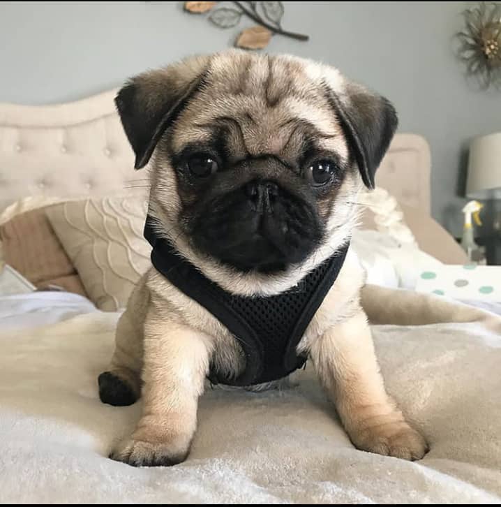 Pug puppies for adoption 