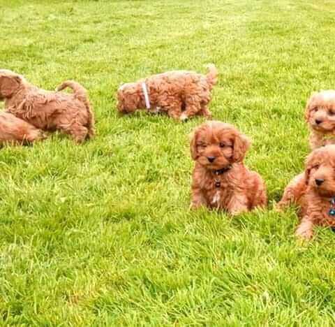 Toy Poodle puppies for sale 