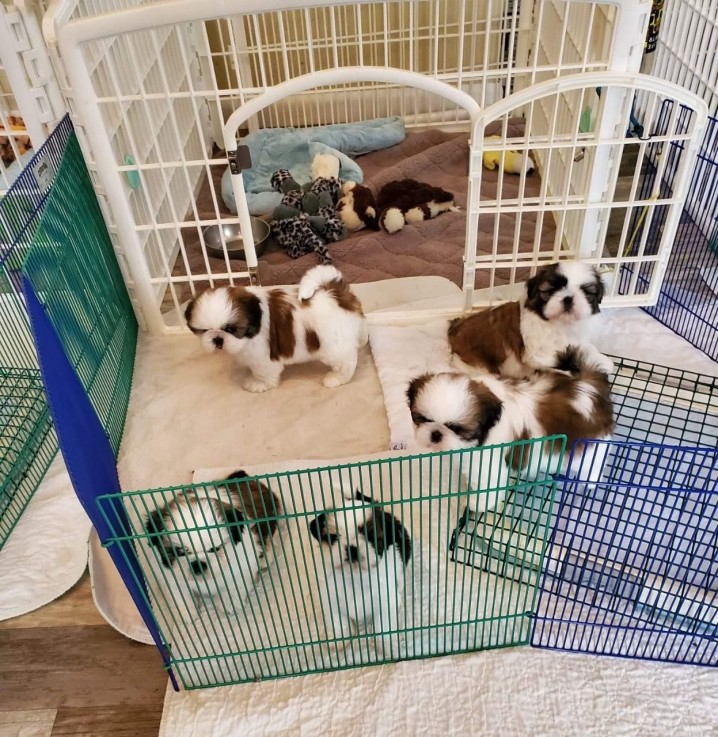 Shi-Tzu Puppies