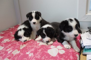 Border Collie puppies