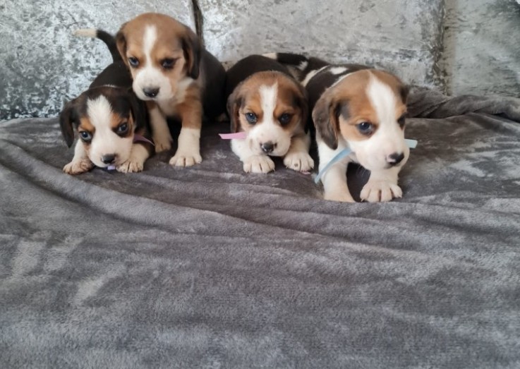 Beautiful Tri Coloured Beagle Puppies