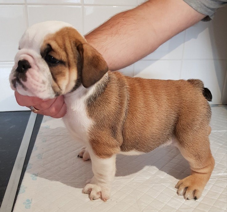 Gorgeous English Bulldog Pups