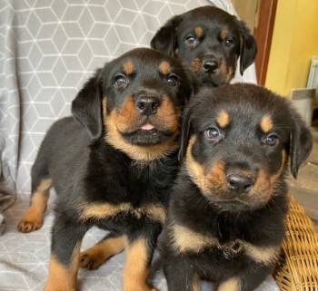 Rottweiler Puppies