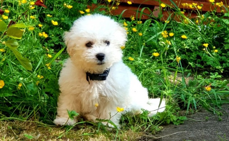 Beautiful Boy Bichon Frise Puppy