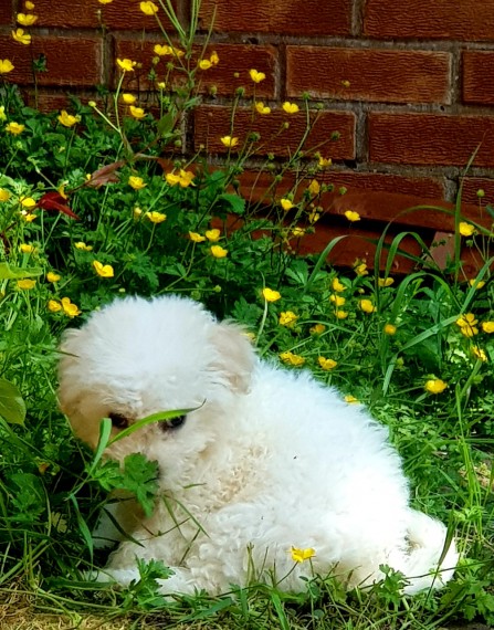 Beautiful Boy Bichon Frise Puppy