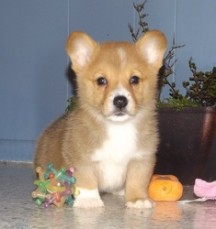 Cute Pembrokeshire Corgi Pups