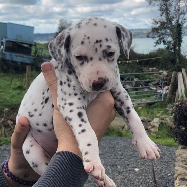 Dalmatian Puppies