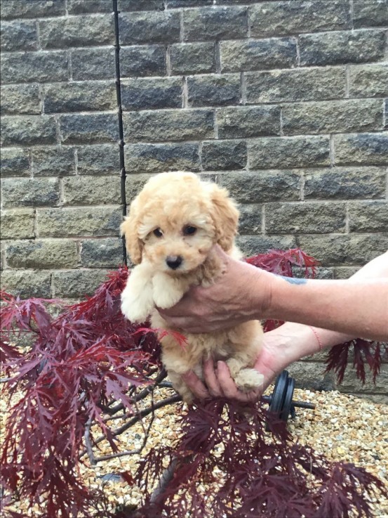 Beautiful  Poodle Puppies