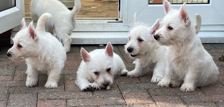 West Highland Terrier  Puppies