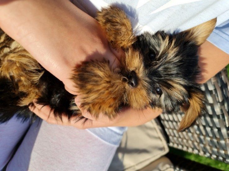 Beautiful Yorkshire Terrier puppies 