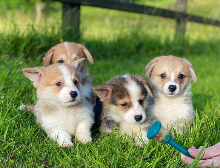 Gorgeous Pembrokeshire Corgi Puppies