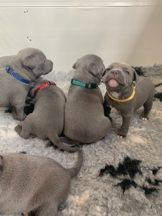 Blue Staffordshire Bull Terrier Puppies