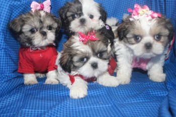 Shitzus Puppies For Sale