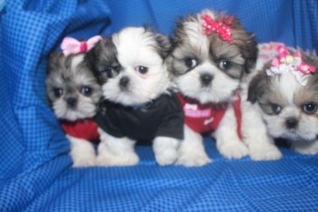 Shitzus Puppies For Sale