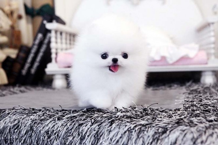 Beautiful Pomeranian puppies