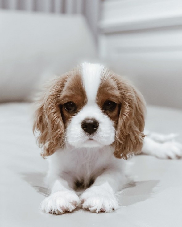 Cavalier King Charles Puppies