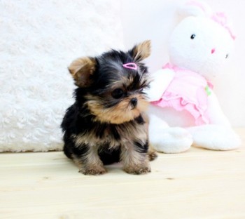 Purebred tiny teacup Yorkie puppies